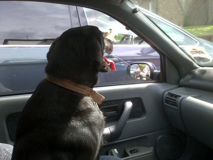 My Clio Williams 3 - Page 22 - Moderators - PistonHeads - The image shows a black dog inside a car, looking at another vehicle through the open window of the car. The dog is wearing a collared leather harness and appears to be a medium to large breed. The car is being driven on a street with buildings visible in the background, suggesting an urban setting. The dog's attention is focused on a person standing or leaning out of the vehicle it is peering into, possibly indicating a social interaction between the two pets. The dog's body language and gaze suggest curiosity or interest in the person outside the car.