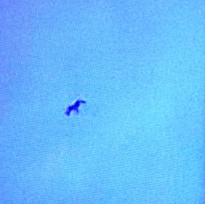 What bird is this - Page 1 - All Creatures Great & Small - PistonHeads - The image is a still frame, showing a sky background with a faint silhouette of a shape that could be interpreted as a horse. The sky appears to be a shade of blue, and the image has a grainy texture. The horse appears to be facing downwards, perhaps jumping or running. The overall aesthetics of the image are somewhat blurred and unclear.