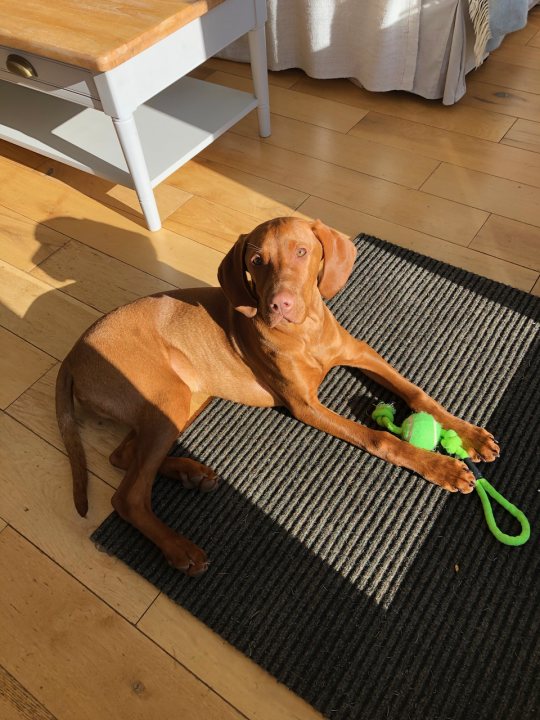 Collecting our Vizsla puppy tomorrow... - Page 2 - All Creatures Great & Small - PistonHeads