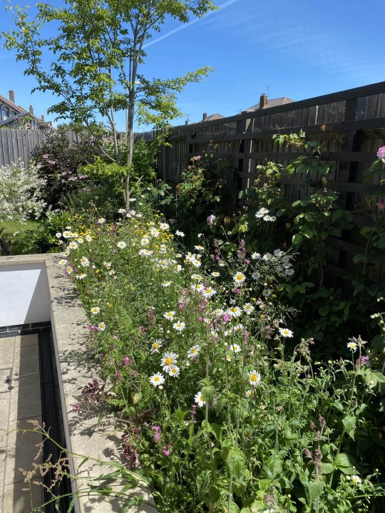 Wildflower seed help - Page 2 - Homes, Gardens and DIY - PistonHeads UK