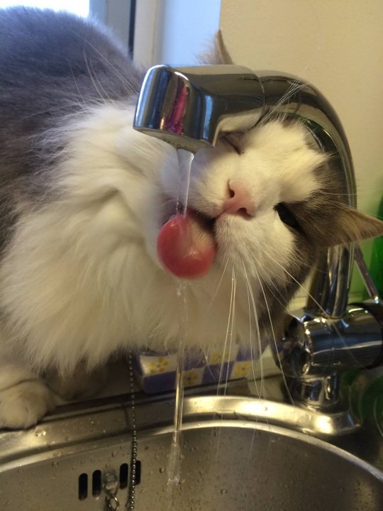 A close up of a cat in a sink - Pistonheads