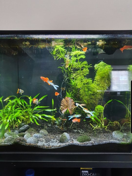 Show me your aquarium - Page 2 - All Creatures Great & Small - PistonHeads
