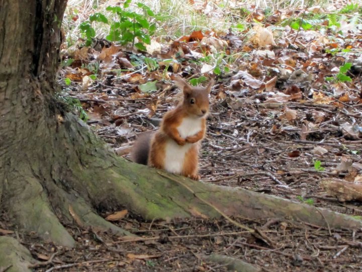 Pistonheads - In the image, a small, brown squirrel with a white chest is the main subject. It is sitting on a fallen tree branch in a woodland setting. The ground is covered with fallen leaves and twigs, indicating autumn or winter. The squirrel appears to be looking to the right of the frame, and its fur and surroundings suggest it is in a typical forest environment. The photo is taken from an angle slightly above the squirrel, allowing a clear view of its features and the environment around it.