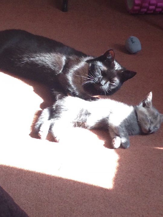 Introducing resident cat to a new kitten - Page 1 - All Creatures Great & Small - PistonHeads - The image shows a cozy indoor scene featuring two cats lying on a carpet. One is a larger cat that occupies the majority of the image, with a black coat. The other is a smaller gray and white kitten, partially overlapping with the black cat as they share the space. The cats appear relaxed and comfortable, possibly in a dimly lit or sunlit area near a window, which suggests a calm and tranquil home environment.