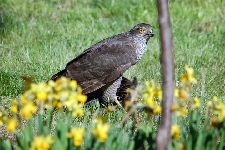 Afternoon Pistonheads Bit Surprise Garden - The image showcases a bird of prey, appearing to be a falcon, standing majestically in a grassy field. The falcon, characterized by its sharp beak, is facing the camera, providing a clear view of its striking features. The grass is a serene shade of green, dotted with vibrant yellow flowers that add a splash of color to the scene. There is a tree trunk visible in the foreground, grounding the image with its presence. The bird's position in the grass suggests that it might be observing its surroundings or perhaps hunting. The overall composition of the image captures a moment of tranquility and the beauty of nature.