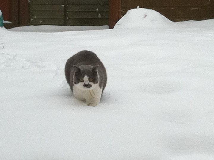 Pistonheads Snow Pets - In the midst of a snowy landscape, a black and white cat has made its way onto the white snow-covered field. The cat, a monochrome dark gray with white patches adorning its face and leg tips, walks confidently across the field. To the right of the cat, a ramp can be seen, possibly leading up to a nearby roof or structure. The cat's position and the ramp suggest that the cat might be approaching a house or a doorway. The image captures a serene winter scene with the cat as the central focus.