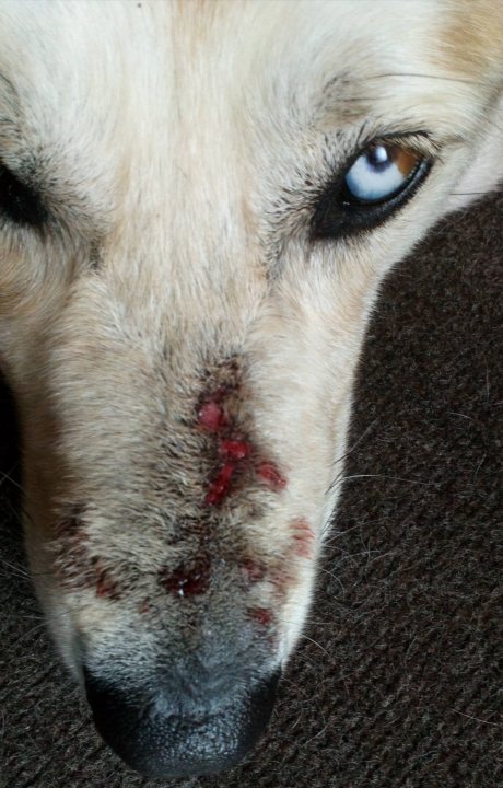 One mark on dogs nose, more on other side overnight?  - Page 1 - All Creatures Great & Small - PistonHeads