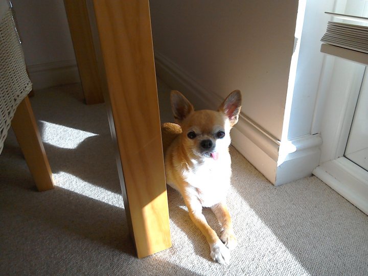 Cracked tongue on our nali - Page 1 - All Creatures Great & Small - PistonHeads - The image presents a small orange and white dog lying on a wooden floor in a sunlit room. The dog is positioned in front of wooden furniture including a chair and a table leg, and it seems to be looking directly at the camera with its eyes wide open. The sunlight from a nearby window is casting bright beams on the floor, which adds a warm glow to the scene. The dog's ears and paws are visible, suggesting it's comfortably resting. No text is present in the image, and the overall setting appears peaceful and brightly lit.