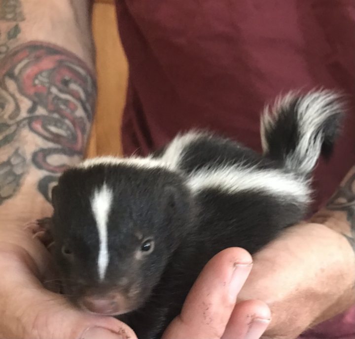 Something different. Meet my new baby Skunk - Page 5 - All Creatures Great & Small - PistonHeads UK