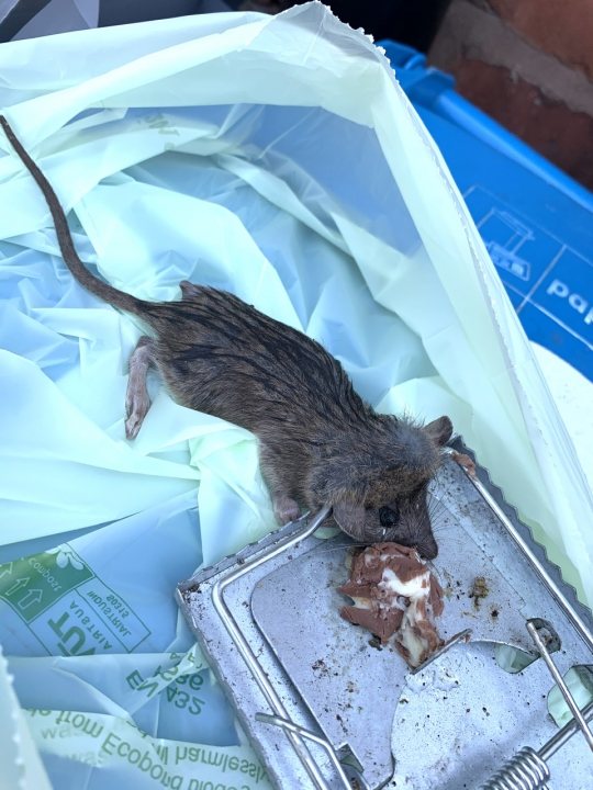 What Is This? (Squashed Rodent Picture Content) - Page 1 - All Creatures Great & Small - PistonHeads
