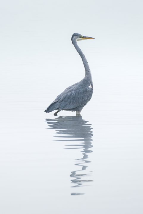 A bird standing on the edge of a body of water - Pistonheads