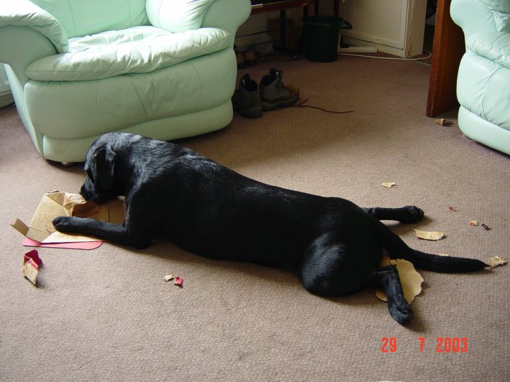 Running Costs Dog Pistonheads - The image depicts a black dog in a room, lying spread-eagle on a carpeted floor. The dog appears to have just finished playing with a cardboard box and is located near a pair of black boots at the right edge of the frame, and a piece of cardboard in front of it, still holding part of the box. The room is furnished with light blue sofas and a chair, and there is a baseboard heat register below the left sofa. A water bottle is placed on the floor beside the right sofa, and a piece of blue cloth is nearby the dog. The photo has a timestamp in the corner indicating "29 7 2003" with a red overlay.