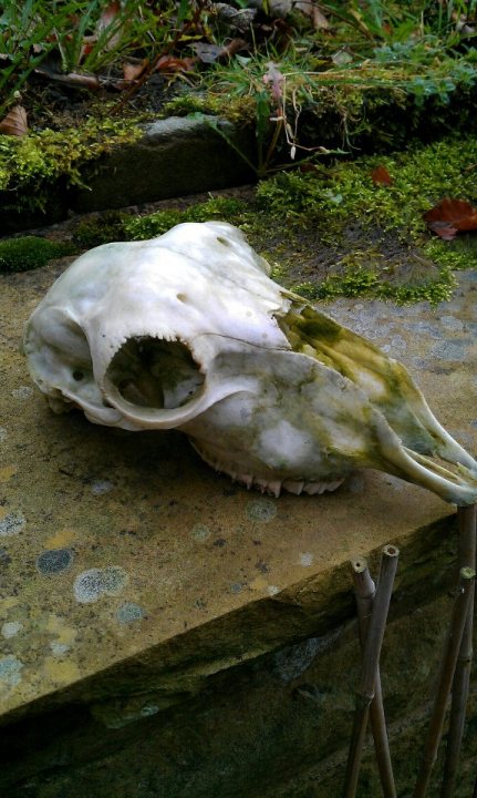 Identify this skull? - Page 1 - All Creatures Great & Small - PistonHeads