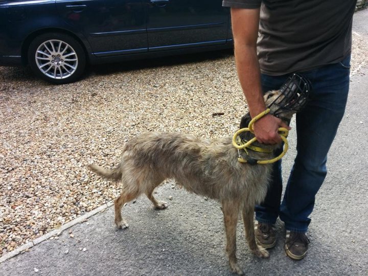 What's going on with dog walkers these days?? - Page 7 - All Creatures Great & Small - PistonHeads