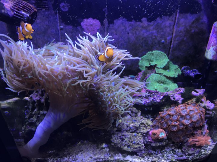 Show me your aquarium - Page 31 - All Creatures Great & Small - PistonHeads UK