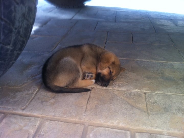 Puppy Pls Pistonheads Identify - The image showcases a small dog resting on a gray stone surface. The dog, with its head resting on its front paws, appears to be sleeping or, at the very least, taking a moment of rest. The surface where the dog is lying is uneven, compromising of three-dimensional rectangles. The background is minimalistic, featuring a tire that suggests an outdoor or street-side setting. The overall scene conveys a sense of tranquility and serenity.