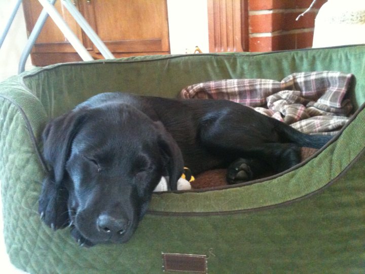 Pistonheads - The image shows a large black dog comfortably sleeping in a fluffy, green plaid pet bed. The bed appears to be placed on the floor, given the visible legs around it. Nestled into the softness of the blanket, the dog's eyes are gently closed, and its head rests on the edge of the bed, showing a peaceful slumber. There is a hint of background scenery with a brick wall nearby, but the focus of the image is clearly the resting dog.