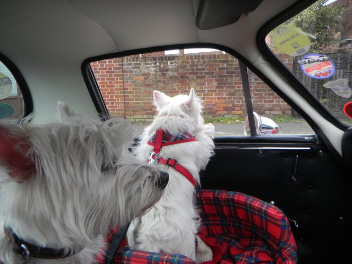 Dog friendly sports cars ?  - Page 2 - Car Buying - PistonHeads