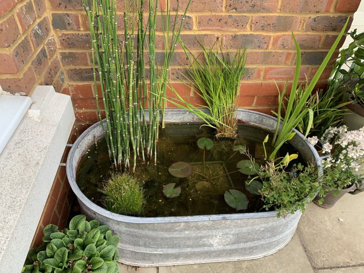 Show your Ponds - Page 2 - Homes, Gardens and DIY - PistonHeads