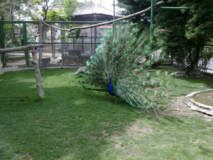 Bird Peacock Feathers