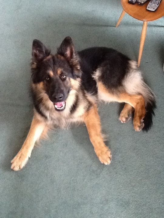 Lost and found. German Shepard Biddulph, stoke on trent - Page 1 - All Creatures Great & Small - PistonHeads