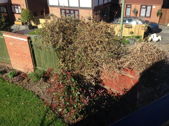 Crazy ivy destruction - a few pics - Page 1 - Homes, Gardens and DIY - PistonHeads