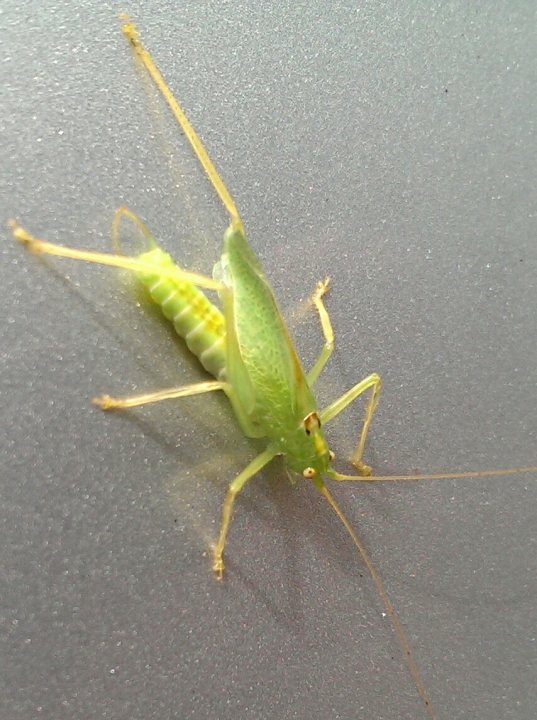 Anyone for Cricket...? - Page 1 - All Creatures Great & Small - PistonHeads - The image shows a close-up of a green insect with yellowish legs and body. It is walking on a textured, light gray surface that appears to be metal or hard plastic. The insect's body is curved, and the edges of the legs are pointed. It has two antennae that are long and slender. The image highlights the intricate details of the insect's legs and the texture of the surface it is moving on.