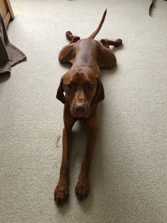 Collecting our Vizsla puppy tomorrow... - Page 1 - All Creatures Great & Small - PistonHeads