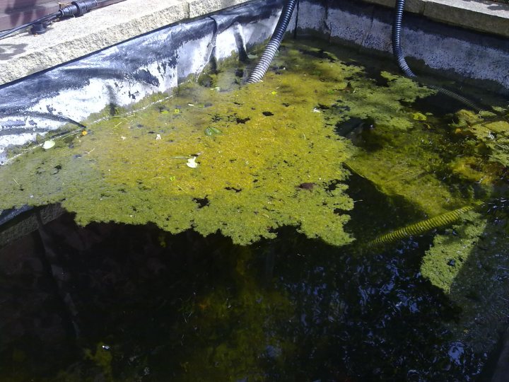 Pond problem i haven't had before............. - Page 1 - All Creatures Great & Small - PistonHeads - The image shows a large outdoor swimming pool with green algae growing on its surface. A hose is fitted into the pool, and there is a shadow cast by a nearby tree on the water. The side of the pool is visible, and it appears to be a commercial or public pool rather than a residential one.