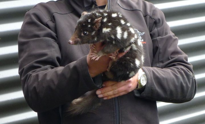 I want a quoll - Page 1 - All Creatures Great & Small - PistonHeads - The image captures a tender moment where a person is holding a small, dark-colored kangaroo with white spots adorning its fur. The kangaroo's odd eyes, big like a mouse, are clearly visible, adding a unique charm to the scene. The person, clad in a brown jacket, is presenting the kangaroo, which is gripping the person's hand tightly with its paws. The interaction between the person and the kangaroo is set against a backdrop of a metal wall and a window with horizontal blinds in the background.