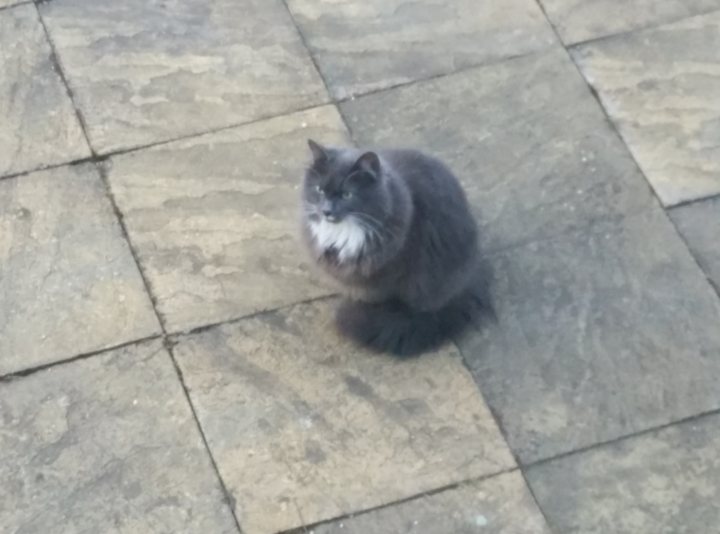 Neighbourhood bully cat - Page 1 - All Creatures Great & Small - PistonHeads - This image showcases a gray cat with a distinctive white patch on its chest, found on a tile walkway. The cat is sitting down, seemingly unbothered by its surroundings, which include a stone pavement that has a slight incline and irregular tiles. The focus of the image is on the cat, which is centrally positioned and occupies a significant amount of the frame, appearing calm and at ease.