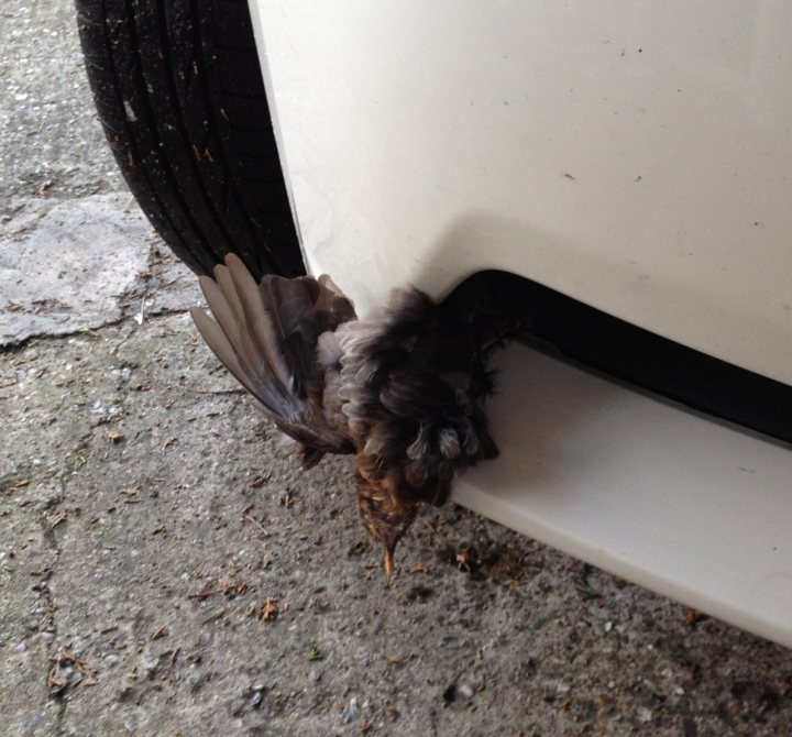 Slight bird damage to Honda CRZ bumper... - Page 1 - Honda - PistonHeads - The image captures a dark feathered creature, possibly a bird with black and brown plumage, standing on the mud-covered ground. The bird's beak is filled with mud, giving the appearance that it's eating or feeding from the dirty ground. The perspective of the shot is from the rear side of a white vehicle, just below the rear tire, providing an interesting angle for the photograph. There is a hint of green on the left side of the image, which could be a small patch of grass or vegetation. The overall scene suggests a natural setting bordering human-made spaces.