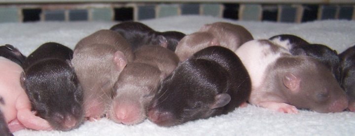 Baby rats now born - live webcam link - Page 4 - All Creatures Great & Small - PistonHeads - The image features a litter of rat pups lying together and nesting in a pile. The litter is a mix of colors including shades of pink, gray, and black, suggesting a variety of pigmentation. Some of the pups are curled up and appear to be resting or sleeping. The pups are in close proximity to one another, indicating a sense of camaraderie and warmth among the litter. The overall scene conveys a sense of innocence and vulnerability, common in young rodents during their early stages of life.