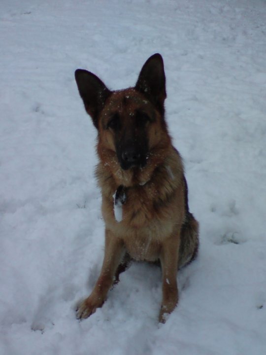 Pistonheads Needed Dog Home - The image captures a moment of tranquility in a snowy setting. At the center of the scene is a German Shepherd, its coat a mix of brown and black. The dog appears calm and serene, its head slightly tilted to the side as it gazes directly into the camera. Its body is covered in snow, and its paws leave distinctive footprints on the snow-covered ground. The background is predominantly white, with further imprints of snow and paw prints scattered across the scene, adding to the wintry atmosphere. The dog's presence adds a touch of life and warmth to the otherwise monochromatic landscape.