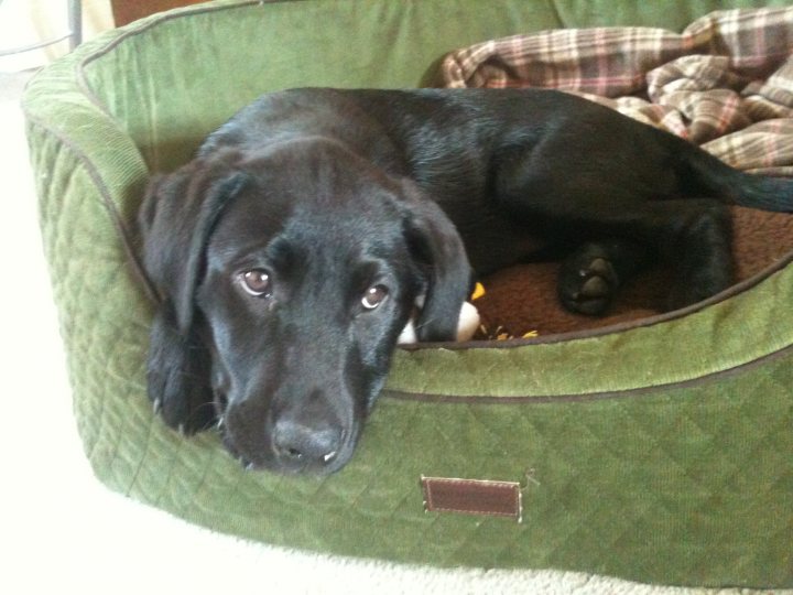 Pistonheads - This image features a black puppy comfortably resting inside a green pet bed, which is placed on the floor. The puppy's gaze is directed towards the camera, and it appears to be looking a bit to the left of the frame. The pet bed appears to be lined with a cushioned surface, providing a cozy spot for the dog. In the background, there is a plaid fabric, possibly a rug or blanket. The puppy's fur looks shiny and well-groomed. The overall scene conveys a sense of tranquility and pet ownership.