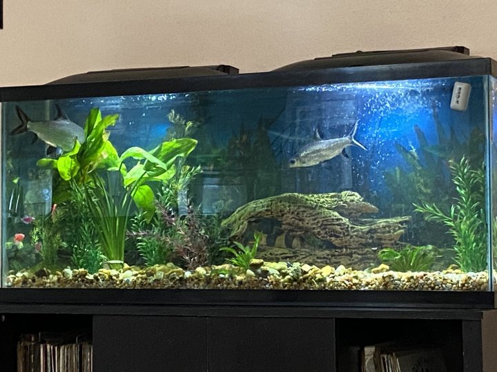 Show me your aquarium - Page 40 - All Creatures Great & Small - PistonHeads UK