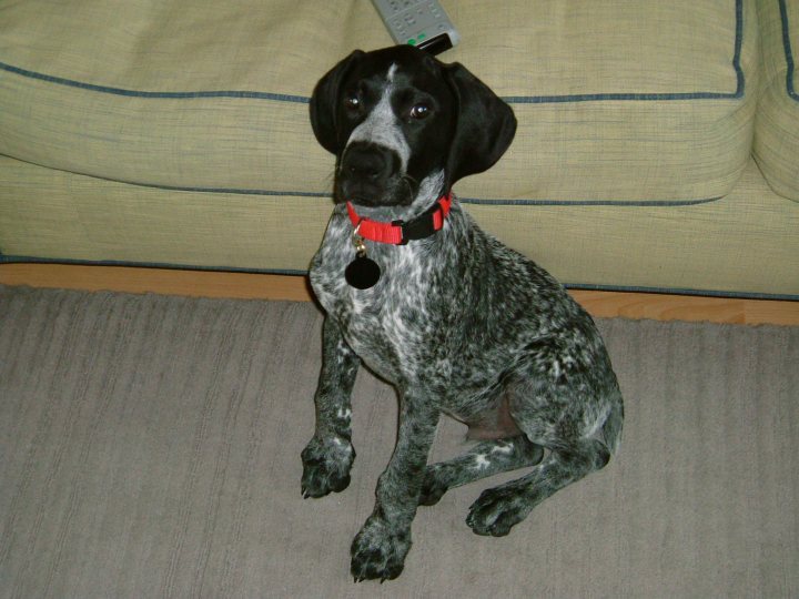 German short haired pointers - Page 1 - All Creatures Great & Small - PistonHeads - The image features a black-and-white puppy sitting on a textured gray carpet. The puppy is wearing a red collar with a black tag, and it is looking directly at the camera with an attentive expression. On the floor beside the puppy, there is a gray remote control. The puppy's pose on its hind legs gives it a somewhat contemplative look. In the background, there is a couch with visible texture.