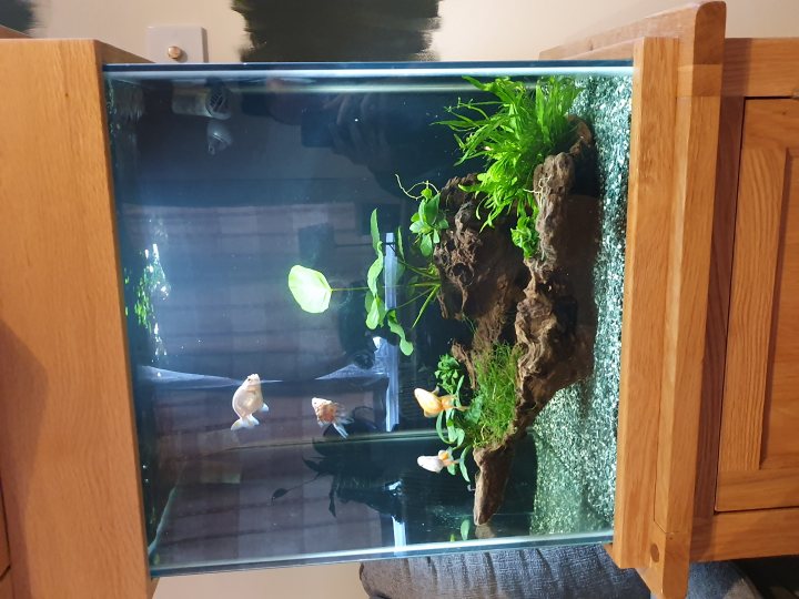 Show me your aquarium - Page 1 - All Creatures Great & Small - PistonHeads