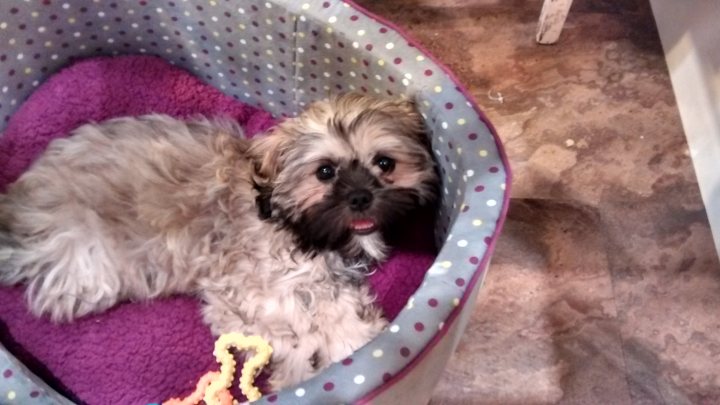 A small dog sitting on top of a bed - Pistonheads - The image depicts an adorable scene of a dog resting in a bed with a polka dot blanket. The dog is a small breed, with a fluffy white coat accentuated by patches of black and tan. The bed is nestled on a tile floor with a wooden table nearby, adding to the cozy setting. The dog appears to be in a comfortable, relaxed posture, and its location within the bed provides a sense of snugness and tranquility.