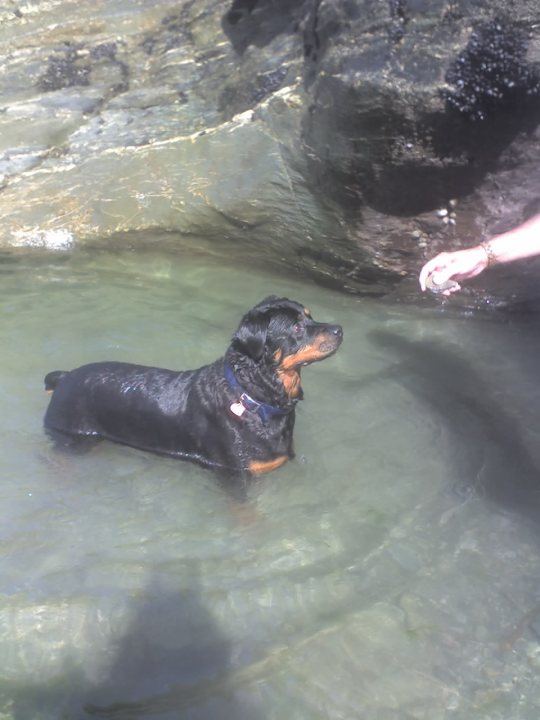 Pet Worth Pistonheads - In the image, a black dog with tan markings is swimming in a body of clear water. The dog appears to be waiting for a treat or food being thrown to it by a person whose hand is visible just above the water's surface. The setting seems to be at the waterside during daytime. The dog's gaze is forward, possibly focused on the treat or its owner. The water is calm, reflecting the daylight. The scene captures a peaceful moment of leisure and bonding between the dog and its owner.