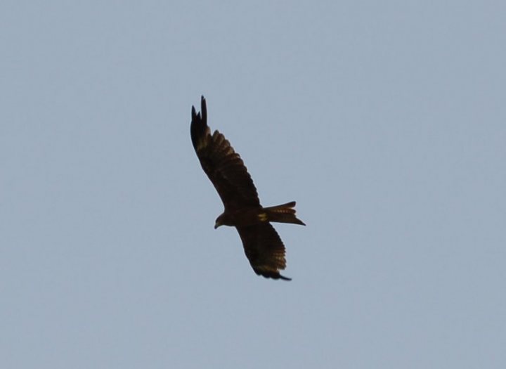 Anyone identify this bird for me? - Page 1 - All Creatures Great & Small - PistonHeads - The image showcases a bird, specifically a large bird of prey, soaring in the sky. Its wings are fully extended as it flies, and its tail is flared. The bird is the central focus of the image, occupying a significant portion of it. The sky around the bird is a uniform blue with no visible other objects, indicating that it is flying freely with no immediate surroundings. The bird's dynamic pose, captured in mid-flight, gives a sense of movement and freedom. Despite the presence of a small bird, no background details or other landmarks are visible to provide context or location. The image does not contain any text.