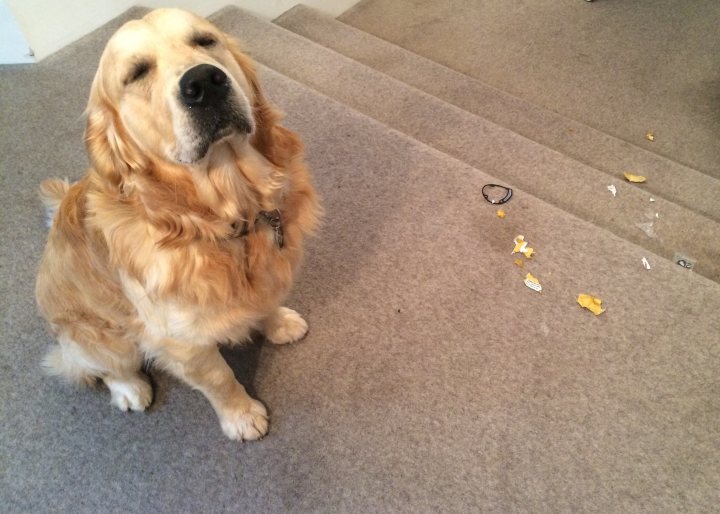 Post photos of your dogs vol2 - Page 303 - All Creatures Great & Small - PistonHeads - An adorable golden Cocker Spaniel sits attentively on a carpeted floor, its mouth slightly open and eyes wide. A series of footprints are scattered on the ground in front of the dog, suggesting activity and movement. The dog appears to be patiently waiting or observing the footprints. The scene suggests a calm and peaceful indoor environment.