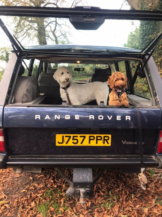 Post photos of your dogs (Vol 4) - Page 177 - All Creatures Great & Small - PistonHeads