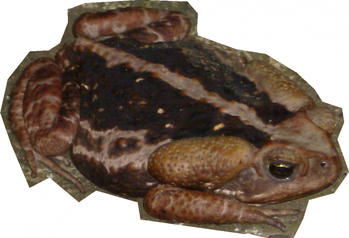 Toad Paddock Sapo Frog