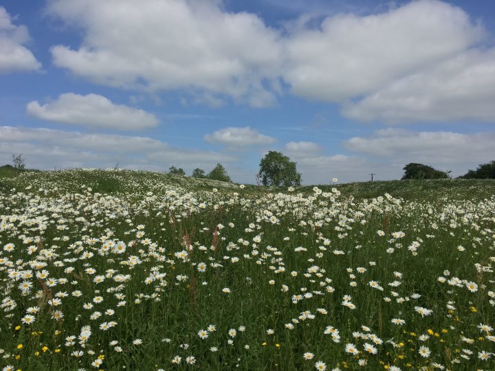 Wildflowers: turf or seed? - Page 1 - Homes, Gardens and DIY - PistonHeads