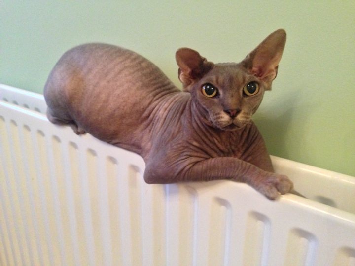 Blind Sphinx Kitten!  - Page 1 - All Creatures Great & Small - PistonHeads - This image captures a moment of relaxed contentment for a hairless Sphynx cat. The cat, with its well-groomed, furless body, is sitting comfortably on a white radiator, its front legs lying stretched across top of the radiator. The cat's head is turned slightly to the side, giving its eyes a particularly engaging look. The radiator itself is against a light-colored wall, creating a calm and simple background that doesn't distract from the main subject of this image - the cat.