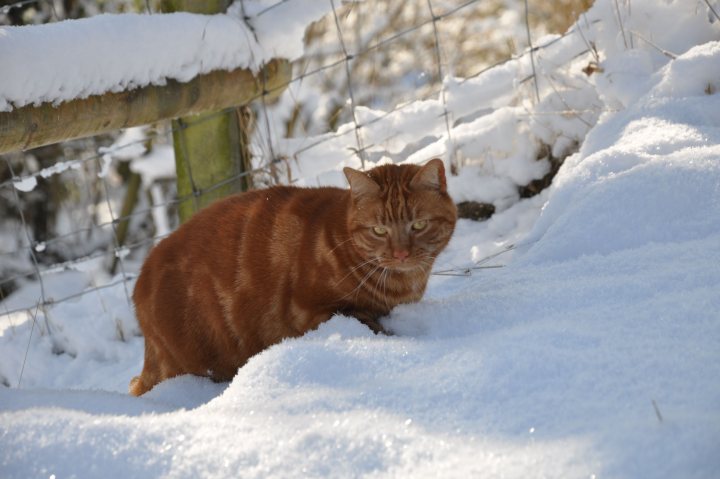 Cats in snow... - Page 1 - All Creatures Great & Small - PistonHeads
