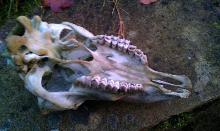 Identify this skull? - Page 2 - All Creatures Great & Small - PistonHeads