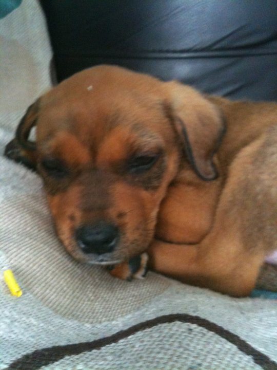 Pistonheads - The image features a young, brown puppy peacefully sleeping. The puppy's head is resting on a white, soft surface, suggesting that it is on a couch or a similar cushioned area. Its fur is a rich, brown color, and it looks content and relaxed. The puppy is curled up in a position that resembles a foetal or 'puppy ball' pose, with its legs tucking under its body. There is a small, yellow object located near the puppy's skull on the white surface.