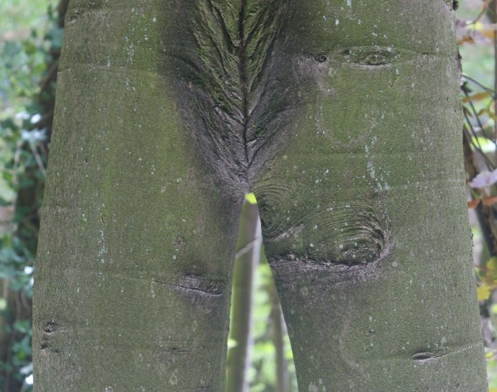 Juvenile things that make you snigger. - Page 200 - The Lounge - PistonHeads - The image is a close-up photograph of a tree trunk with a distinct haired appearance. The bark is bumpy and greenish, with natural lines and textures that resemble hair. The damage at the bottom of the trunk is characterized by exposed, moss-covered wood that gives it a hairy look. It appears to be a mature tree, possibly conifers such as pines or firs, with pronounced wood rays that create the hair-like texture. The sunlight is illuminating the trunk, highlighting this unusual natural phenomenon.